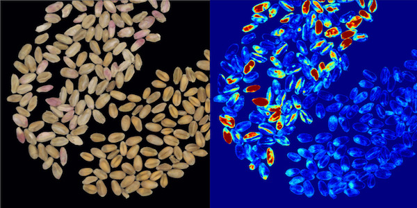 Detecting Crop Disease With Multispectral Imaging - Laboratory News ...